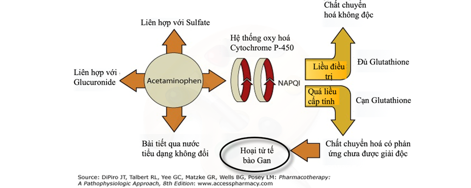 Cách điều trị và quản lý ngộ độc acetaminophen là gì?
